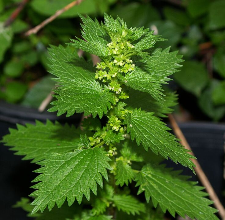 Stinging nettles - composition Prostovit