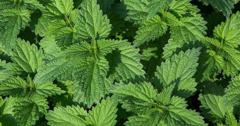 Nettle for the treatment of prostatitis